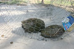 Kinosternon hirtipes