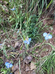 Commelina dianthifolia