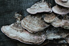 Rhodofomes cajanderi