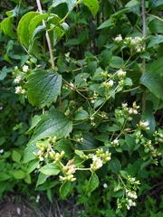 Calea ternifolia