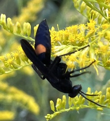 Psorthaspis brimleyi