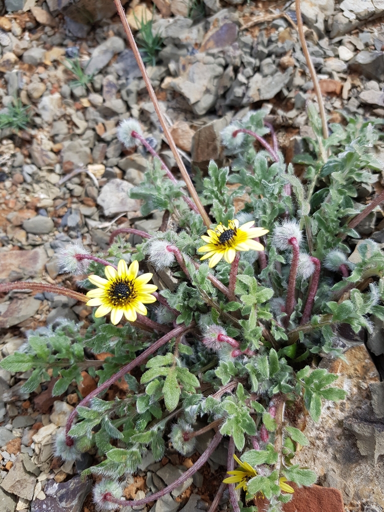 Arctotis sulcocarpa