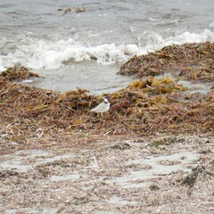 Thinornis cucullatus