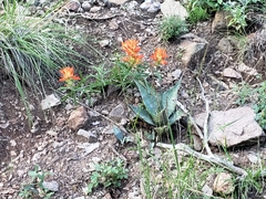 Castilleja integra