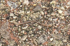 Blaniulidae