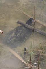 Kinosternon hirtipes