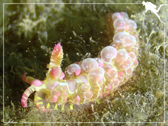Limenandra barnosii