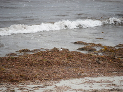 Thinornis cucullatus