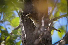 Setophaga coronata coronata