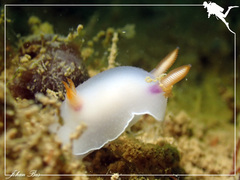 Hypselodoris bullockii