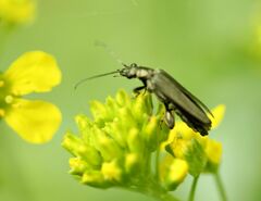 Oedemera virescens