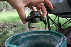 Kinosternon hirtipes