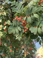 Sorbus aucuparia