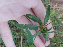 Croton glandulosus