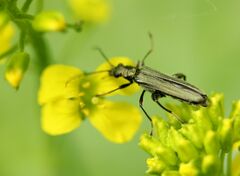 Oedemera virescens