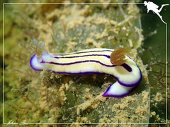 Hypselodoris emma
