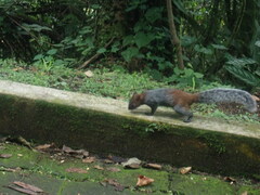 Sciurus aureogaster