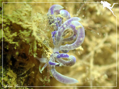 Phyllodesmium magnum