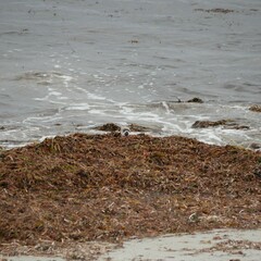 Thinornis cucullatus