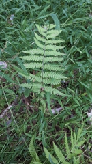 Thelypteris palustris pubescens