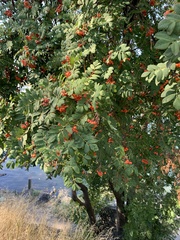 Sorbus aucuparia