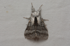 Tolype distincta