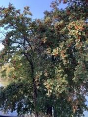 Sorbus aucuparia