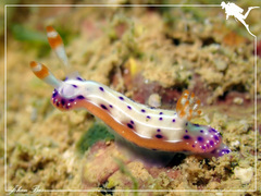 Hypselodoris maculosa