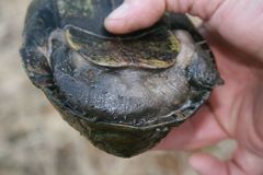 Kinosternon hirtipes