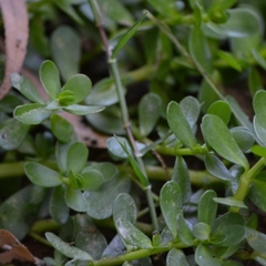 Portulaca umbraticola
