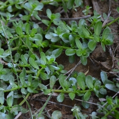 Portulaca umbraticola