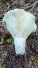 Russula brevipes acrior