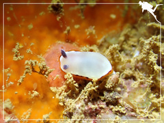 Goniobranchus rubrocornutus