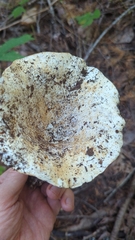 Russula brevipes acrior