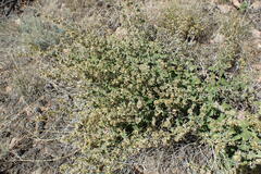 Brickellia californica