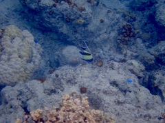 Zanclus cornutus