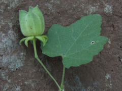 Abutilon parvulum