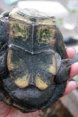 Kinosternon hirtipes