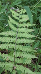 Thelypteris palustris pubescens