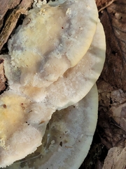 Tyromyces galactinus