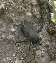 Acanthocephala terminalis