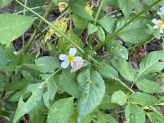 Herpetogramma phaeopteralis
