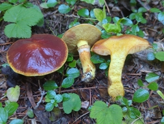Suillus clintonianus