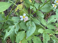 Herpetogramma phaeopteralis