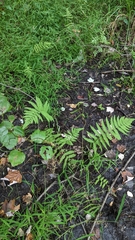 Thelypteris palustris pubescens