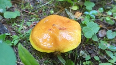 Suillus clintonianus