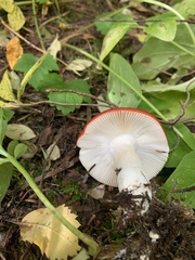 Russula emetica