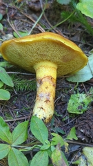Suillus clintonianus