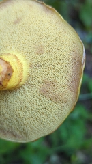Suillus clintonianus