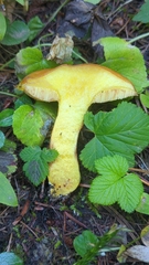 Suillus clintonianus
